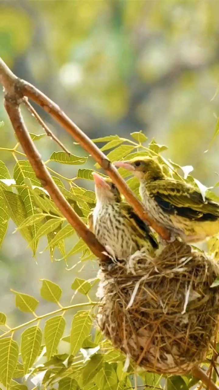 小黄鹂鸟从离巢站枝练飞到终于学会飞行仅仅用了三个小时