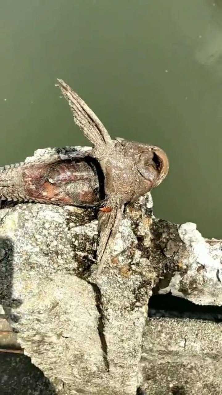 入侵鱼类清道夫生命力竟如此顽强被晒成干了还能复活