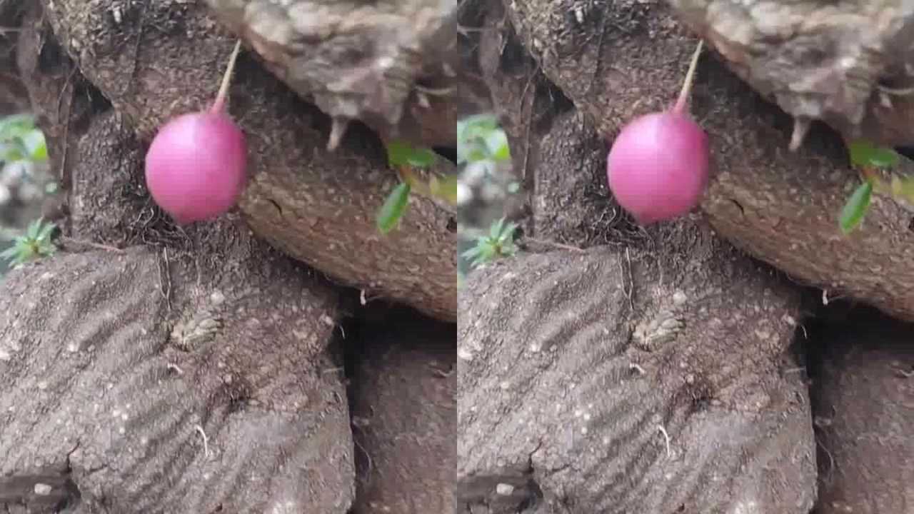 树萝卜盆景大桩!四季常青能开花能结果!眼前的这一幕!真惊呆了