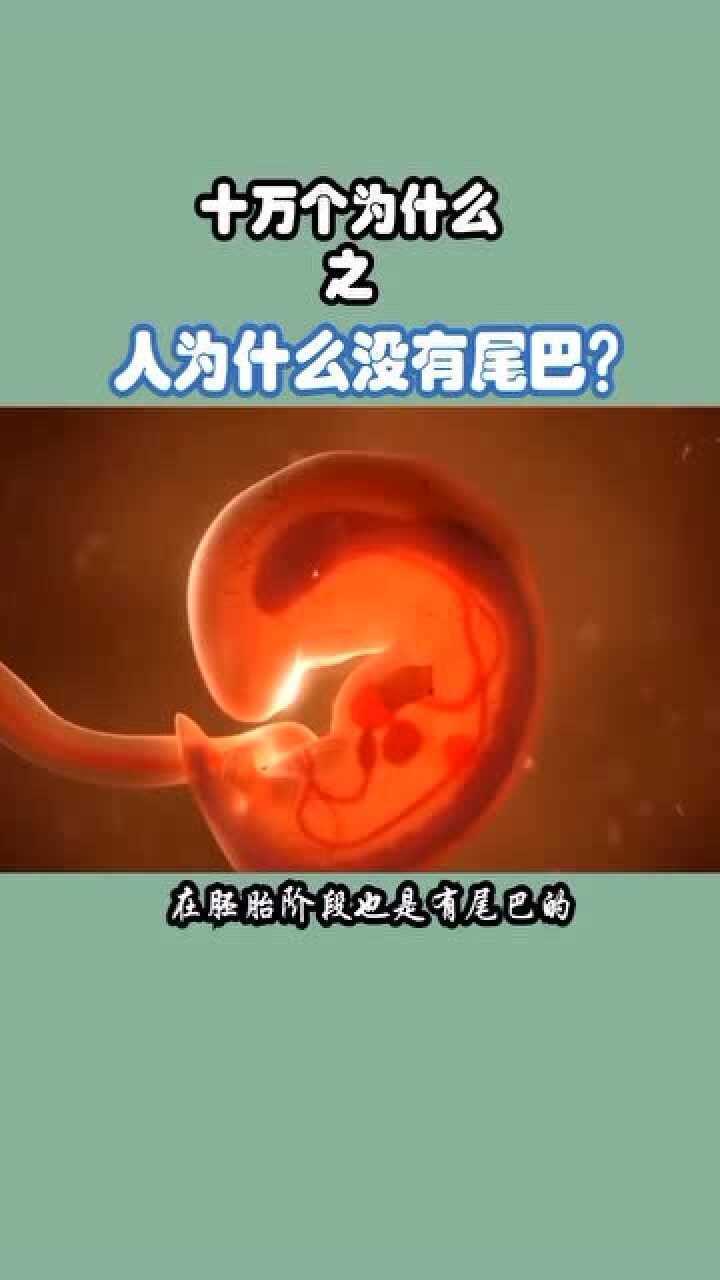 人为什么没有尾巴?