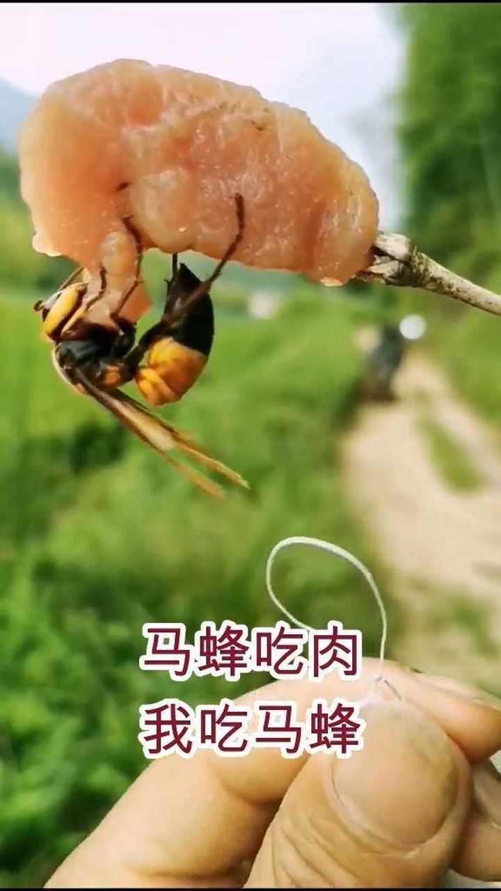 马蜂吃肉 我吃马蜂