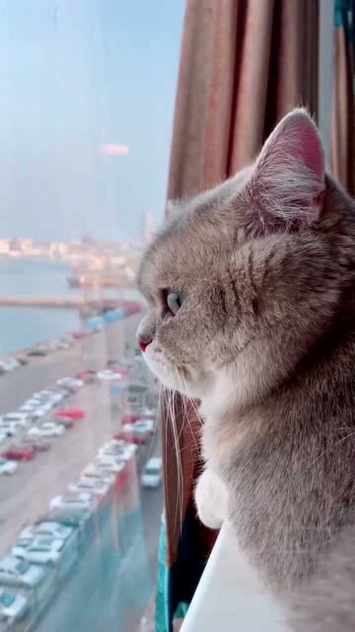 一只忧郁的猫咪,总是喜欢看着窗外,究竟经历了什么才这样?