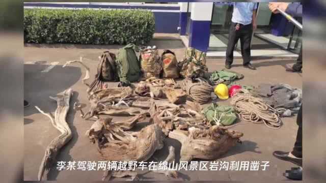 绵山古八景“回头望柏龙”千年龙柏被盗,五名嫌疑人被抓获