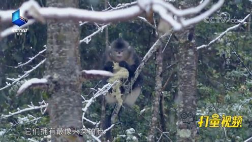 在远离人类的风雪中，毛茸茸的滇金丝猴是最优雅的绅士