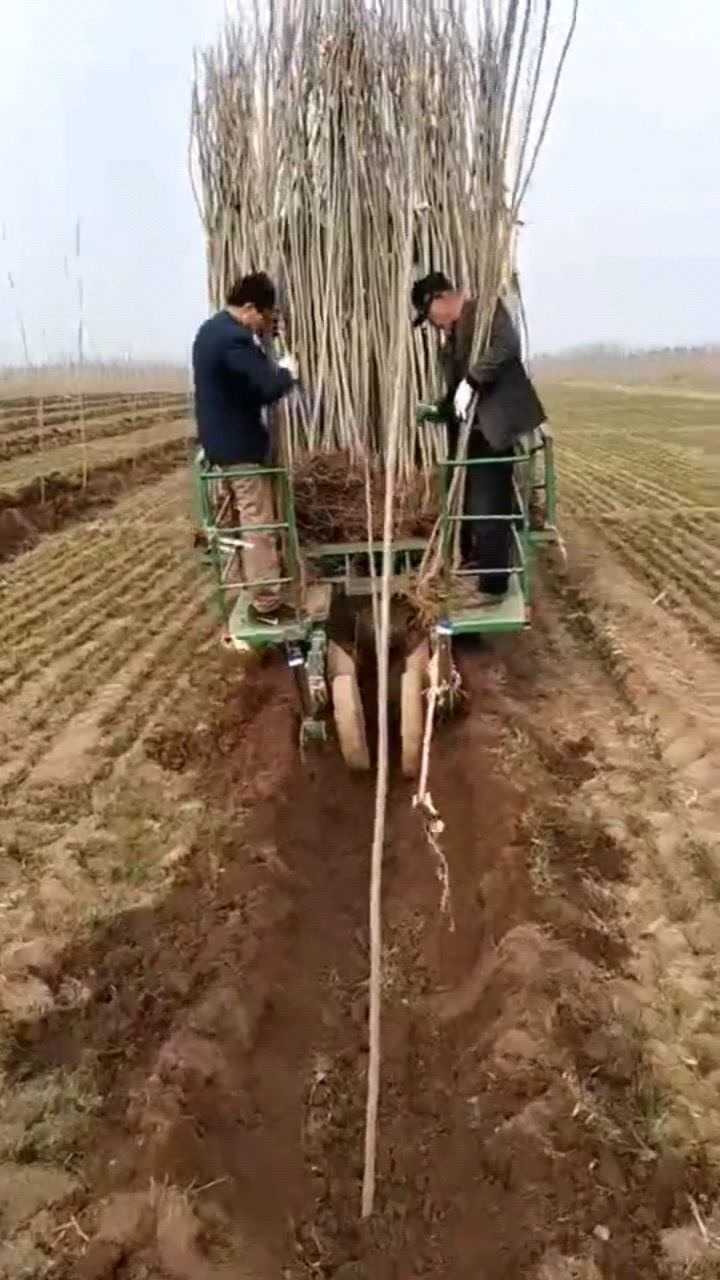 机械化种树就是牛,一天能种上百亩的树,绿化地球不是梦啊!_高清1080P在线观看平台_腾讯视频