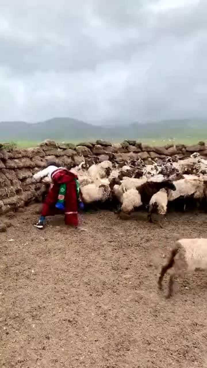 蒙古老婆杀羊图片