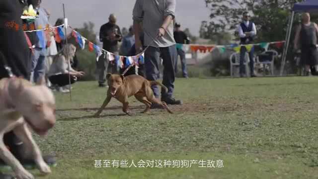 全球战斗力最强的世界第一猛犬