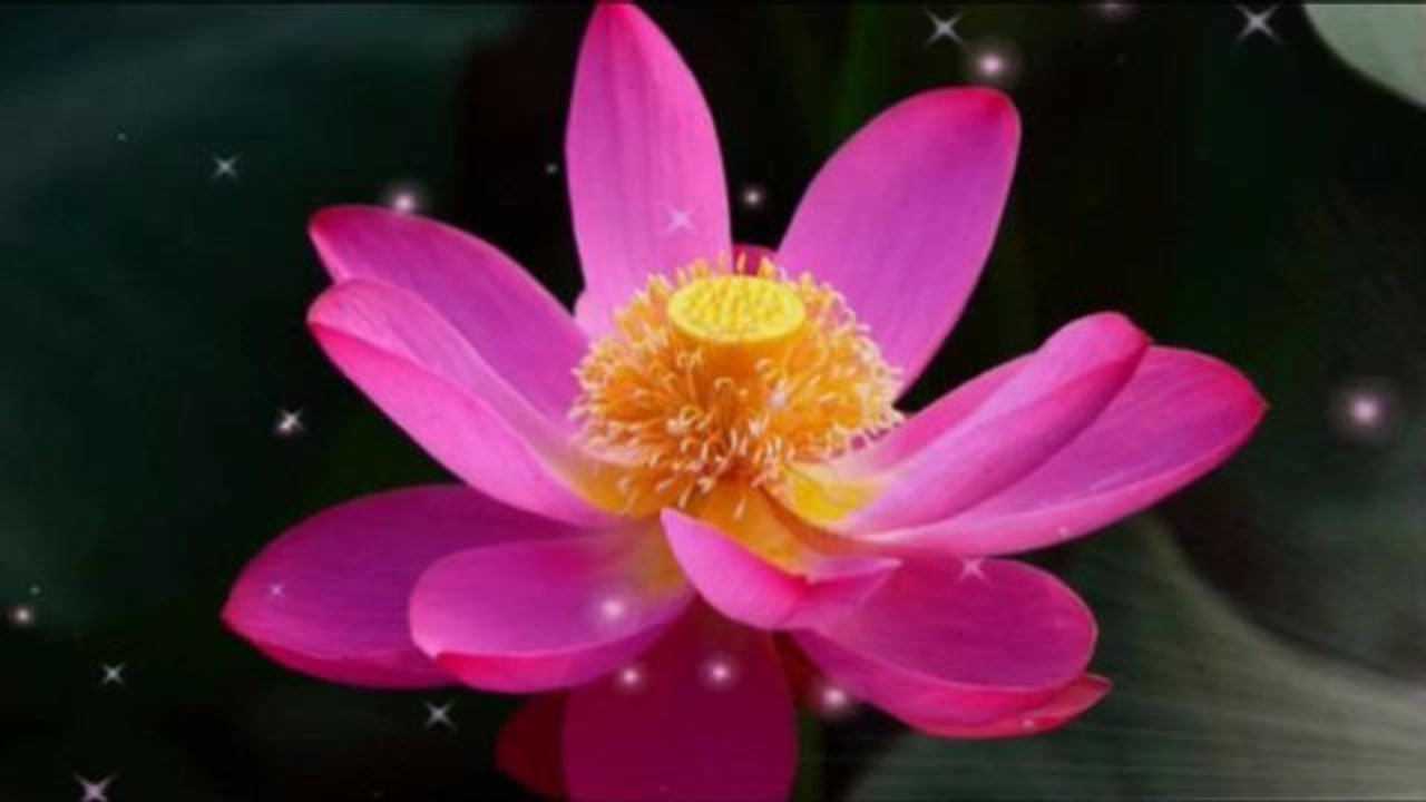 路勇的释迦牟尼佛又火了静心聆听佛光普照心神安宁