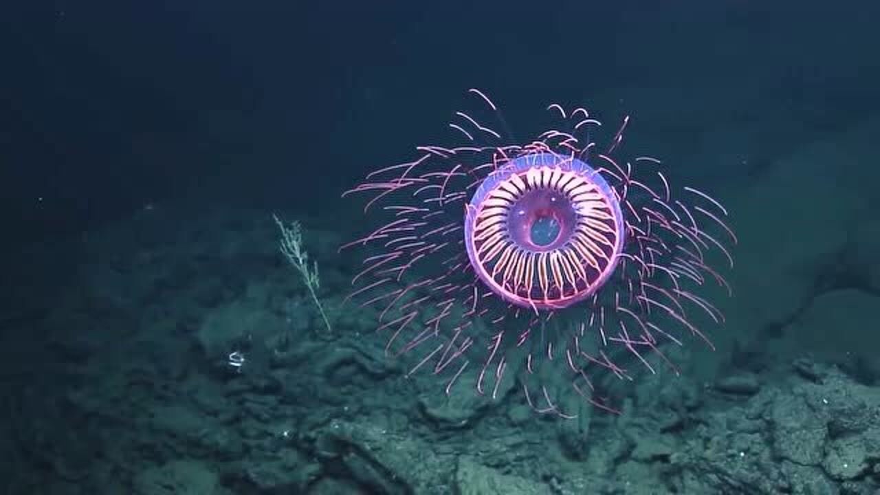 深海里的眼睛美极的水母