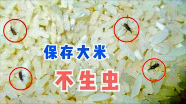 大米生虫不用晒,粮店老板教我3个方法,放一年都不生虫,快学学