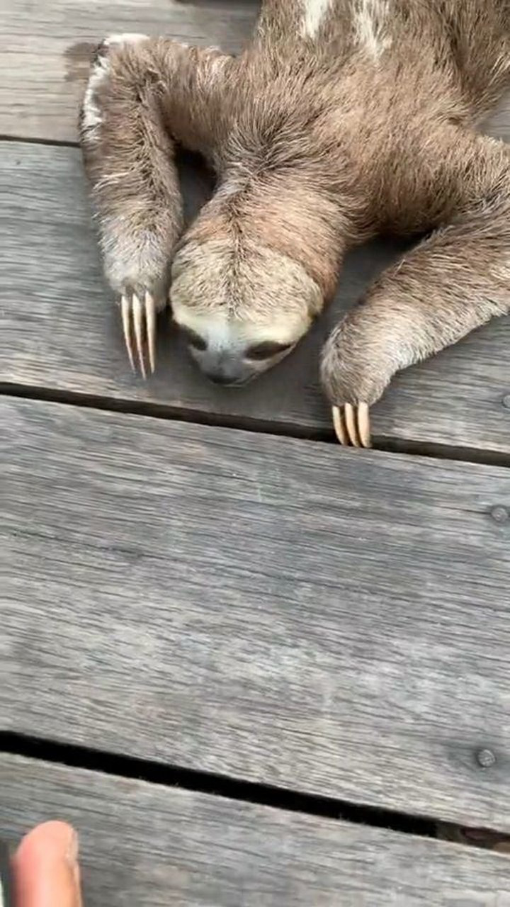 这就是传说中的水鬼,名为:水猴子