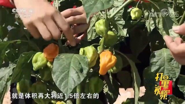 海岛上火辣的味道黄灯笼椒,村民为何要反季节种植?