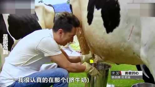 明星帮奶牛挤奶合集，九孔把奶牛挤尿了，直言：我在很认真挤牛奶