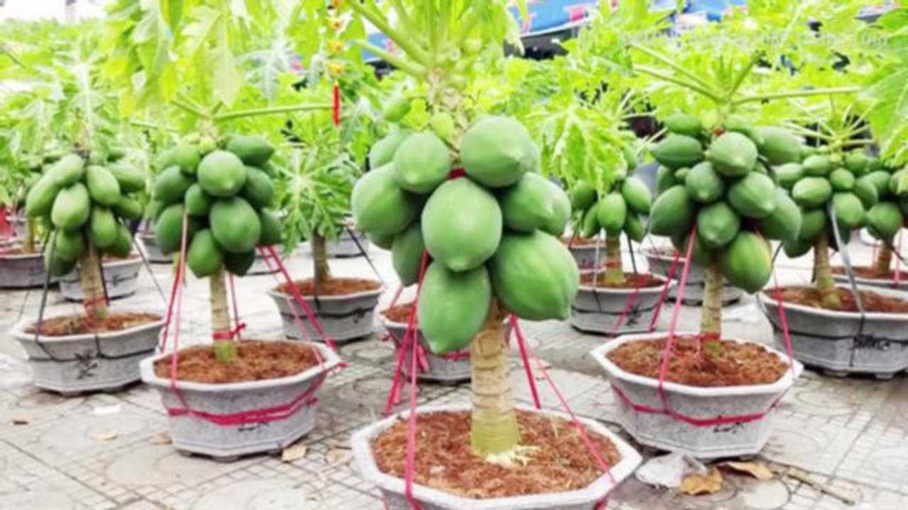 木瓜树盆景养殖方法图片