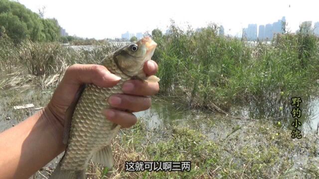 大板鲫最喜欢躲藏在这种重障碍草区,食物多又安全,天然的鱼窝