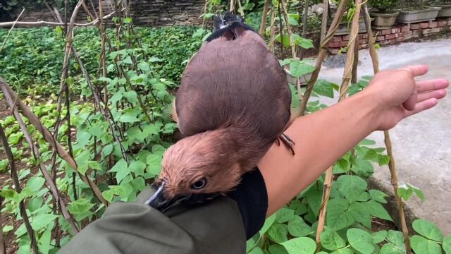 主人户外偶遇松鸦假装不认识,看看它在外面都干了些什么