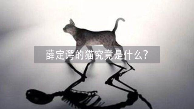 “薛定谔的猫”是什么?它究竟蕴含着怎样的秘密?