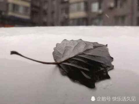 一叶知秋 秋雨秋韵