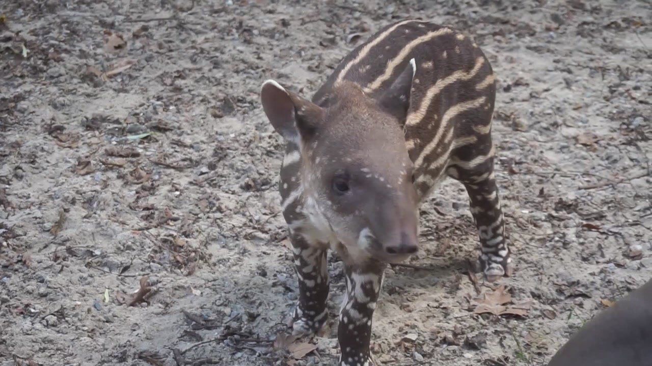 电视通稿国内社会上海动物园萌兽出没孟加拉虎姐妹南美貘宝宝集中亮相