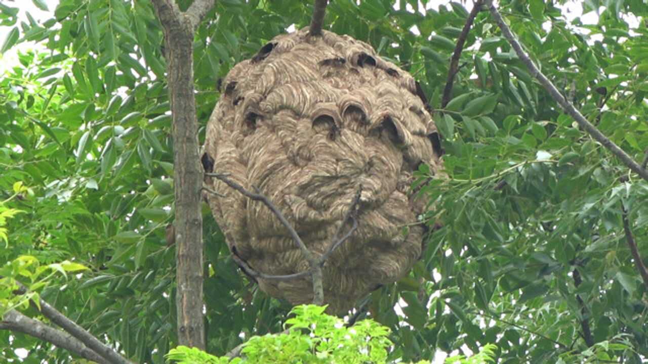 村附近的树上发现巨型马蜂窝,扰民不安,大家有什么方法铲除它?