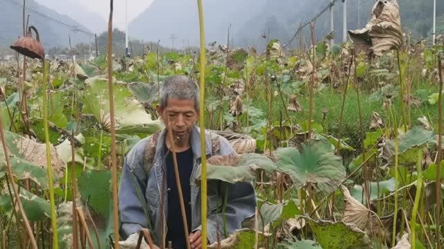 农村智哥采摘村里种的荷花莲子,一下午都没人来干涉,收获满满