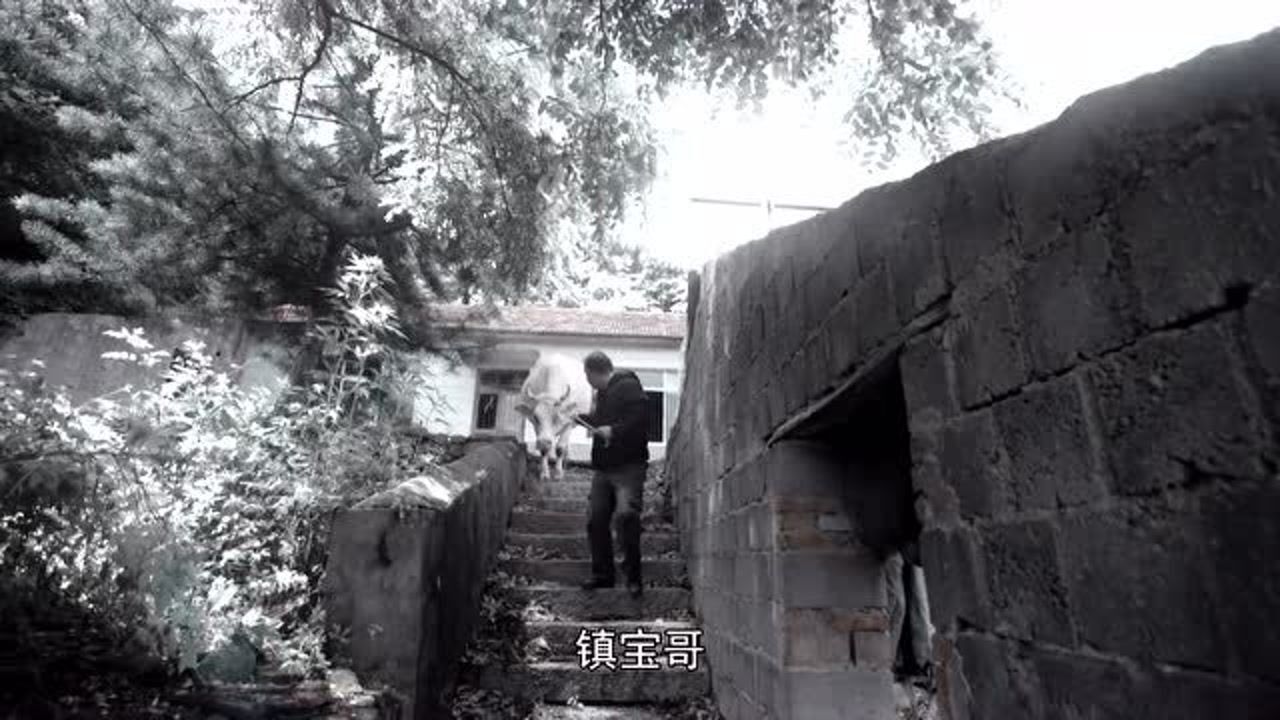 小镇警事张镇宝抓到徐立忠把他和牛绑在一起在惩罚他