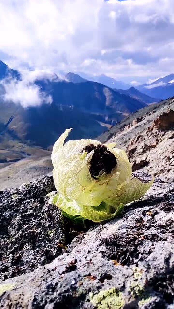 天山雪莲太漂亮了,生长在海拔三千米的地方!纯洁无瑕!
