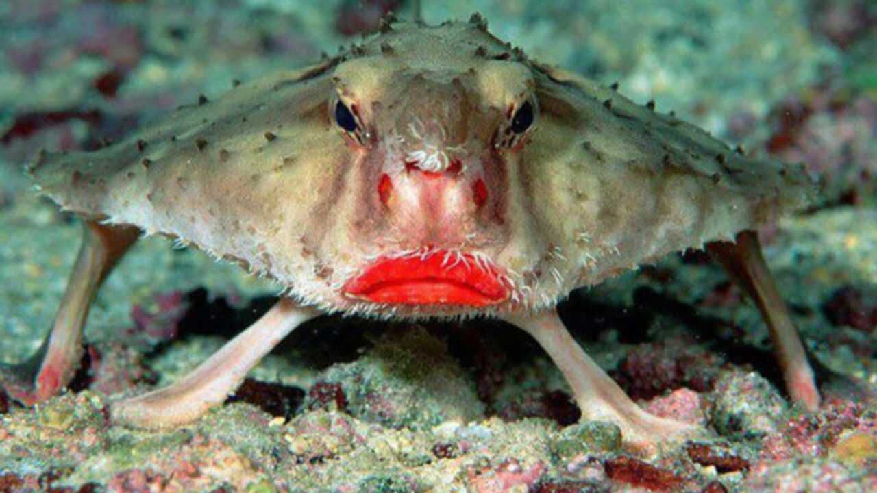 海底惊现口红鱼像螃蟹般爬行网友这嘴巴太诱人