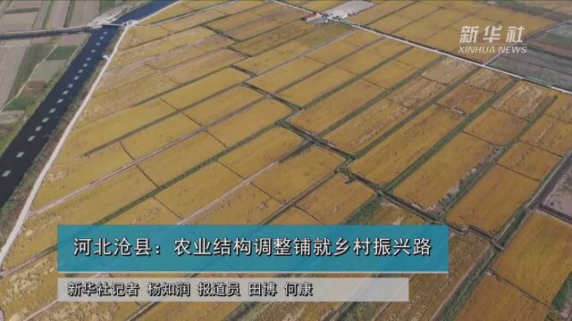 河北沧县:农业结构调整铺就乡村振兴路