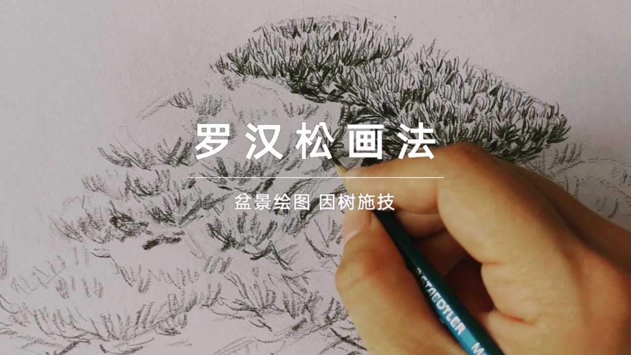罗汉松画法#盆景设计