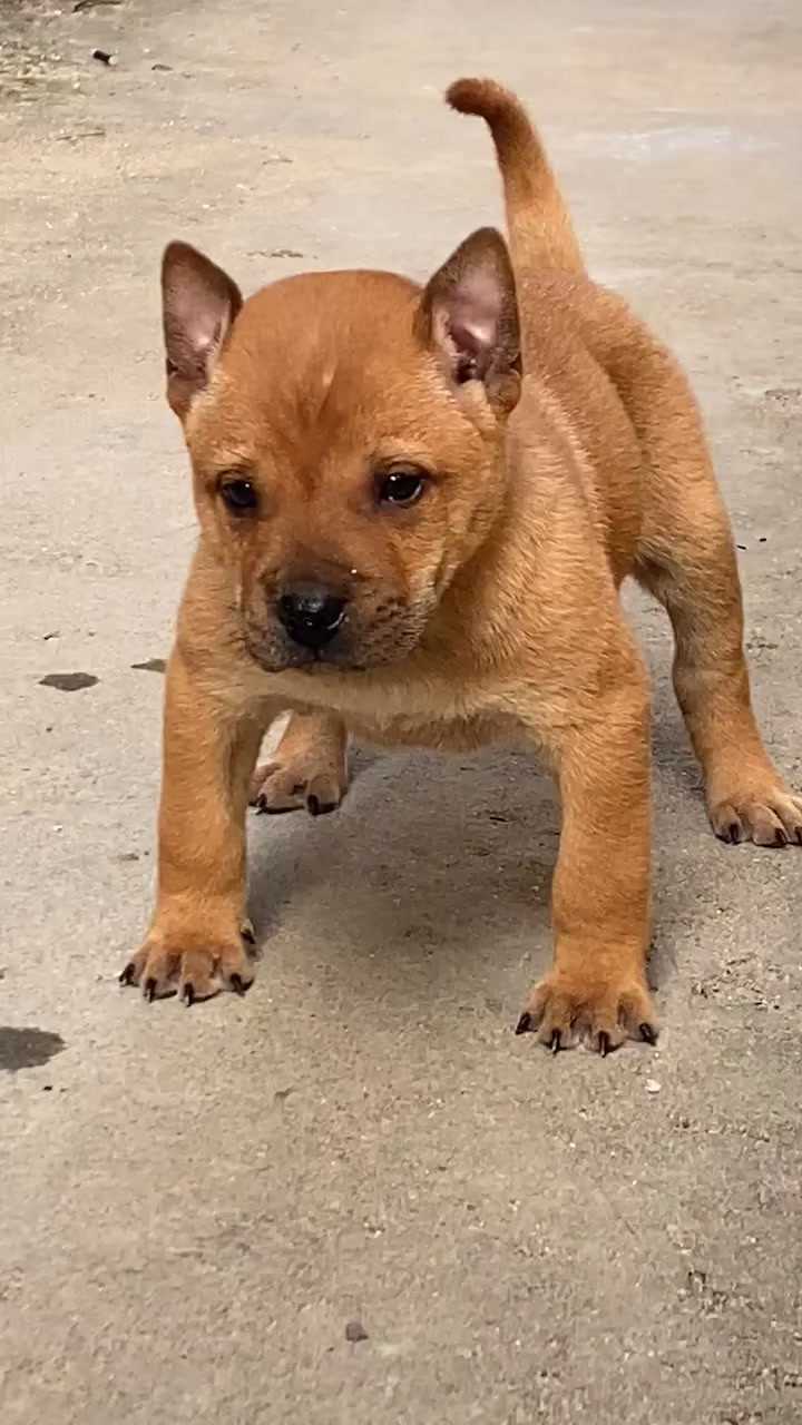 廣西土獵犬小黃霸氣側漏