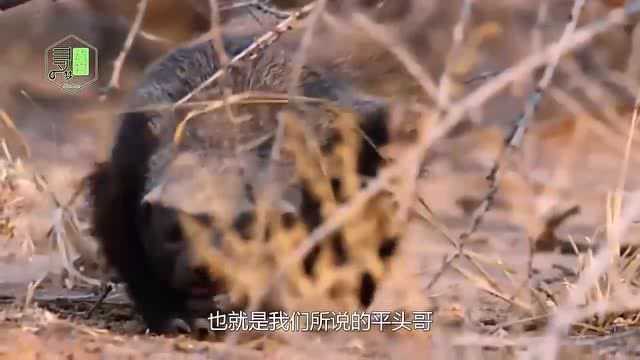 平头哥的远亲巨型水獭,被称作“水中狼”,鳄鱼也不想招惹它