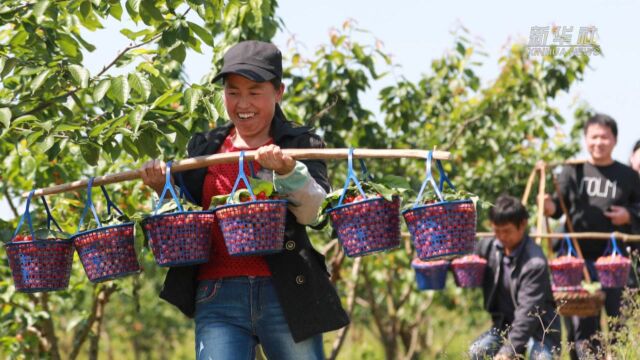 (脱贫攻坚)贵州铜仁玉屏:瓮阳村实现贫困户清零