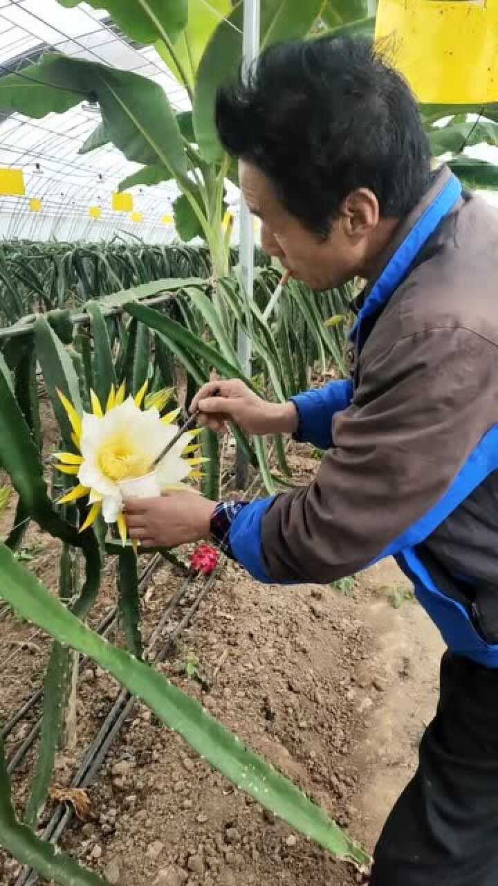 趁着火龙果雄花开花赶紧收集花粉好留着给雌花授粉