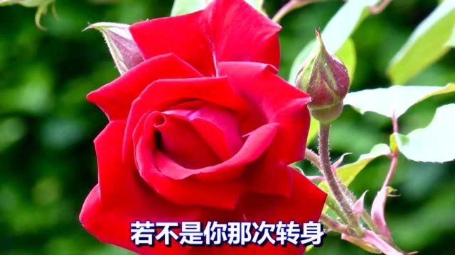 一首伤感情歌《念心》