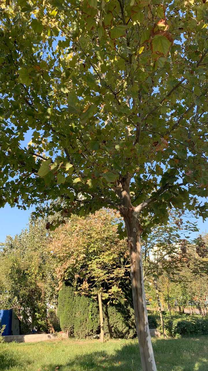 杨树笔直,粗壮的树干高过楼顶,我们仰起头来,才能看见它那像大伞似的