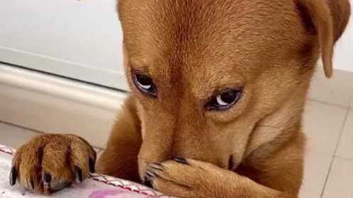 狗狗捂着嘴巴牙咯疼了,这表情绝了!