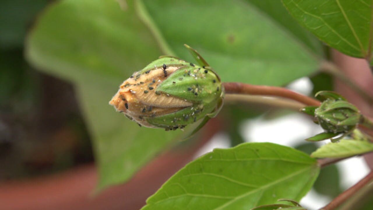 扶桑花花苞长满蚜虫?会这两个"招式"就行,一招预防一招治疗