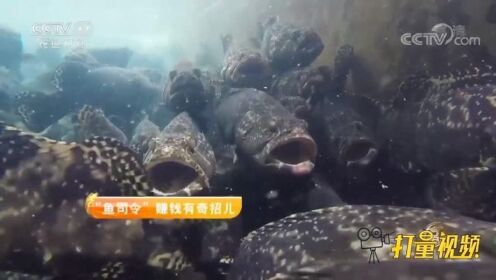 石斑鱼还可以这样养殖，一个池子可以养几千条，大开眼界