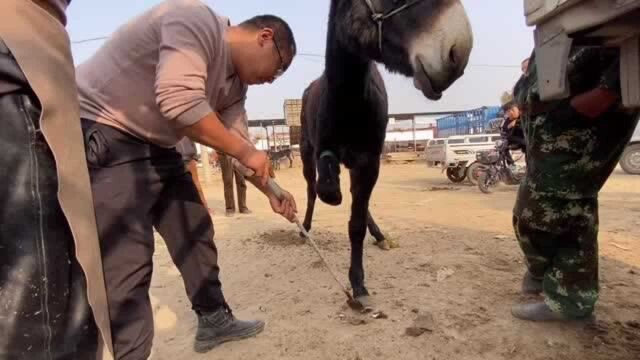 人与驴的亲密接触,这驴太可爱了,但蹄子很硬,切块卡刀