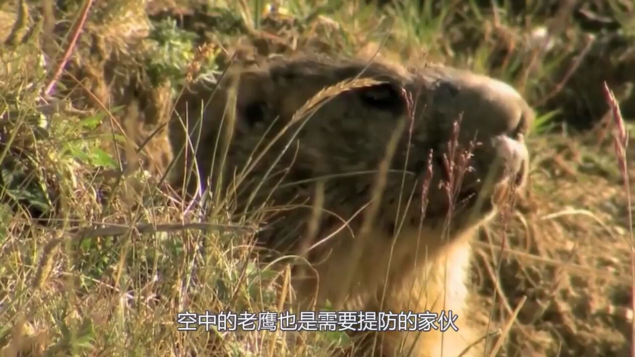 两只老鹰合作捕狼,野狼被鹰爪疯狂踩踏,却死不认怂!_腾讯新闻