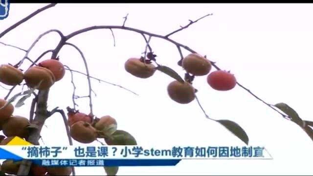 南京:“摘柿子”也是课?小学stem教育如何因地制宜