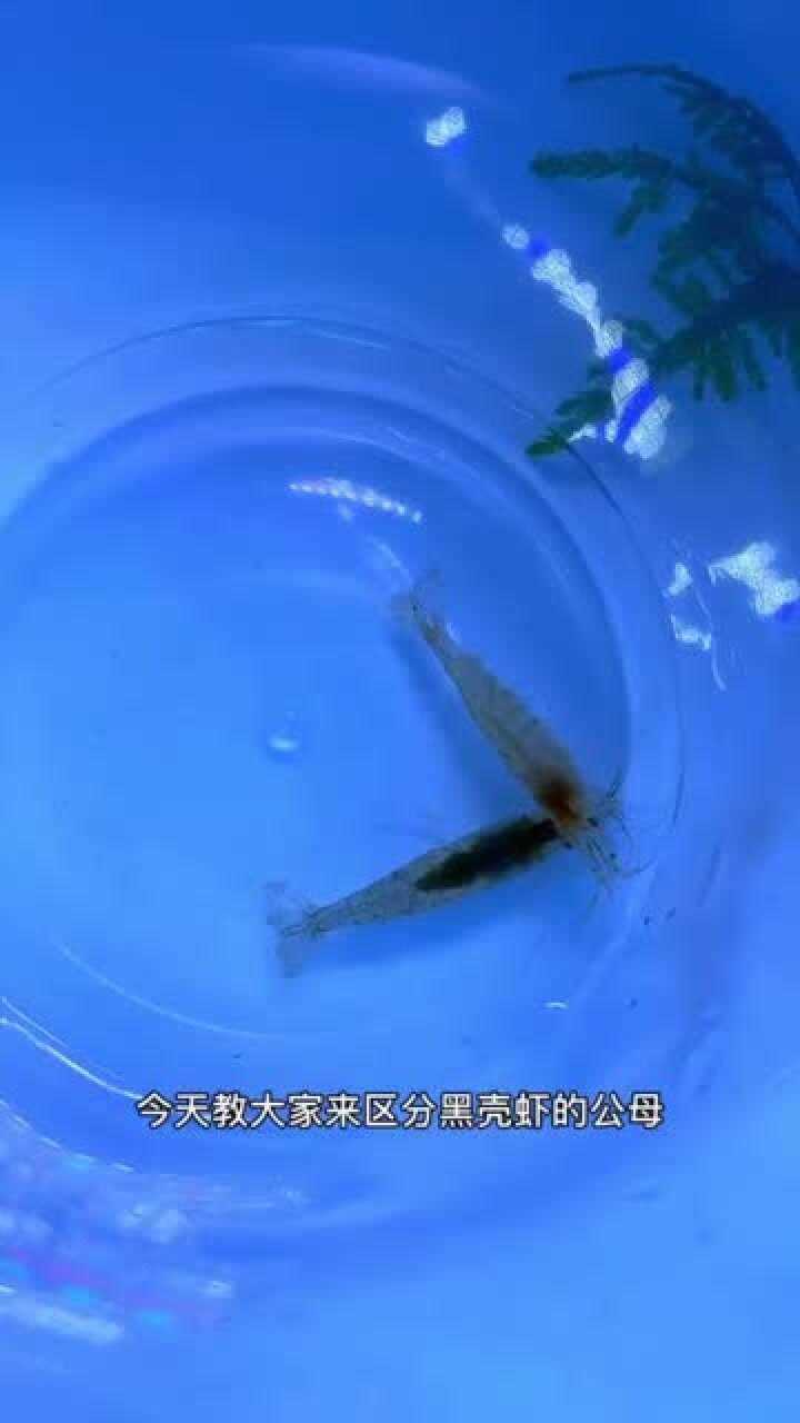 黑壳虾区分公母雌雄