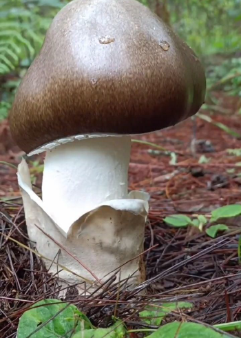 可以吃不可以吃有毒无毒好吃不好吃麻母鸡鹅蛋菌鸭蛋菌草鸡枞马菌随