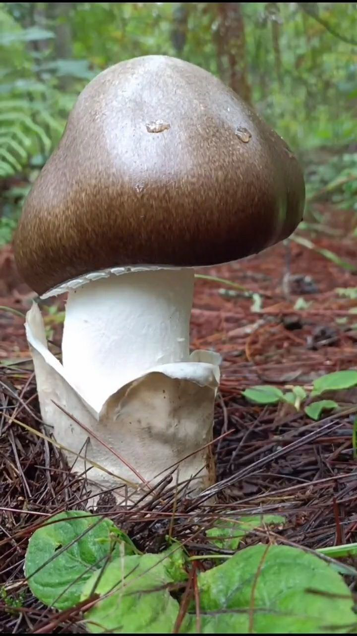 可以吃不可以吃有毒无毒好吃不好吃麻母鸡鹅蛋菌鸭蛋菌草鸡枞马菌随