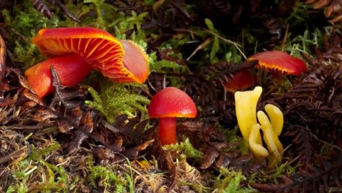 真菌的世界神奇异常，瓢虫身上居然也长蘑菇！