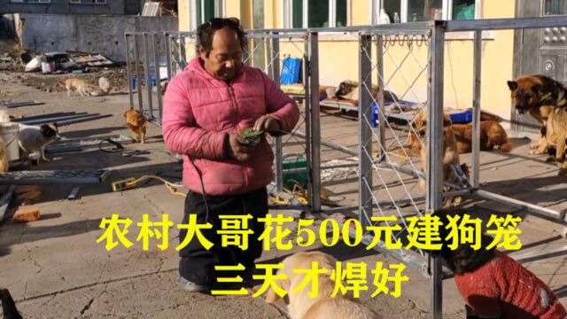 70多条流浪狗笼子不够用,老舅花500元打造,给狗狗个温暖的家