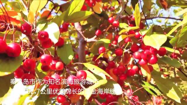 河北秦皇岛:打造林带护生态