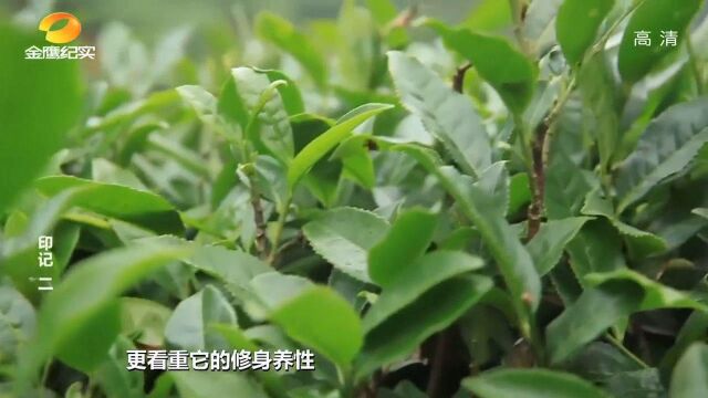 中国人喝的最多的茶品,南岳云雾茶绿茶,还能使人修身养性