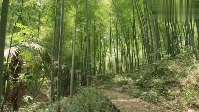 开心跟随队伍上山,结果胃疼落队,在山林中迷了路